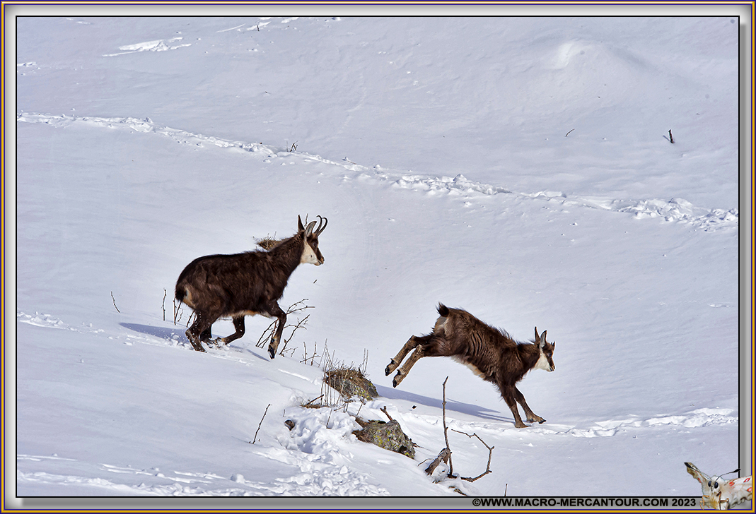 Cabri et sa mère (chèvre)